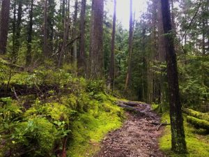 Green trails around Buntzen Lake, in Port Moody, BC